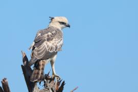 Wojownik indyjski - Nisaetus cirrhatus - Changeable Hawk Eagle