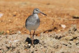 Krwawodziób - Tringa totanus - Common Redshank