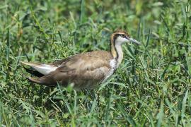 Długoszpon chiński - Hydrophasianus chirurgus - Pheasant-tailed Jacana