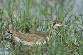 Długoszpon chiński - Hydrophasianus chirurgus - Pheasant-tailed Jacana