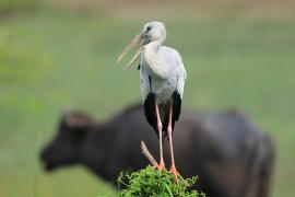 Kleszczak azjatycki - Anastomus oscitans - Asian Openbill