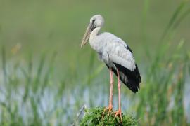 Kleszczak azjatycki - Anastomus oscitans - Asian Openbill