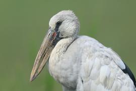 Kleszczak azjatycki - Anastomus oscitans - Asian Openbill