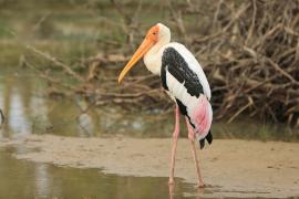 Dławigad indyjski - Mycteria leucocephala - Painted Stork