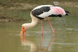 Dławigad indyjski - Mycteria leucocephala - Painted Stork