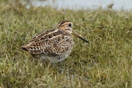 Bekas syberyjski - Gallinago stenura - Pintail Snipe