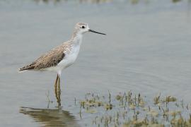 Brodziec pławny - Tringa stagnatilis - Marsh Sandpiper