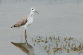 Brodziec pławny - Tringa stagnatilis - Marsh Sandpiper