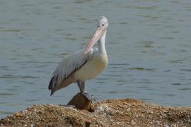Pelikan indyjski - Pelecanus philippensis - Spot-billed Pelican