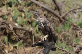 Wojownik indyjski - Nisaetus cirrhatus - Changeable Hawk Eagle