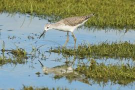 Brodziec pławny - Tringa stagnatilis - Marsh Sandpiper