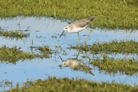 Brodziec pławny - Tringa stagnatilis - Marsh Sandpiper
