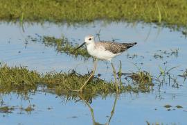 Brodziec pławny - Tringa stagnatilis - Marsh Sandpiper