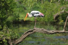 Dławigad indyjski - Mycteria leucocephala - Painted Stork