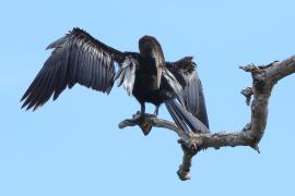 Wężówka indyjska - Anhinga melanogaster - Oriental Darter