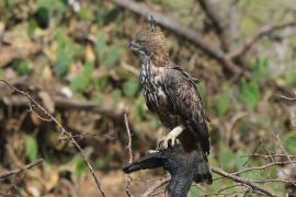 Wojownik indyjski - Nisaetus cirrhatus - Changeable Hawk Eagle