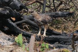 Wojownik indyjski - Nisaetus cirrhatus - Changeable Hawk Eagle