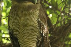 Puszczyk brunatny - Strix leptogrammica - Brown Wood Owl