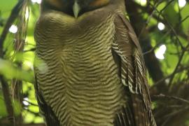 Puszczyk brunatny - Strix leptogrammica - Brown Wood Owl