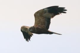 Błotniak stawowy - Circus aeruginosus - Western Marsh Harrier