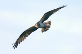 Rybołów - Pandion haliaetus - Osprey