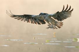 Rybołów - Pandion haliaetus - Osprey