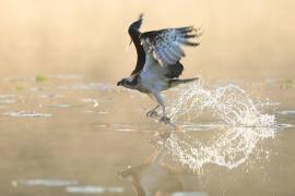Rybołów - Pandion haliaetus - Osprey