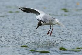 Śmieszka - Chroicocephalus ridibundus - Black-headed Gull