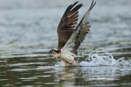 Rybołów - Pandion haliaetus - Osprey