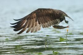 Rybołów - Pandion haliaetus - Osprey