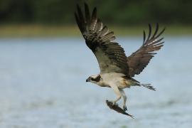 Rybołów - Pandion haliaetus - Osprey