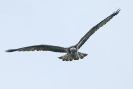 Rybołów - Pandion haliaetus - Osprey