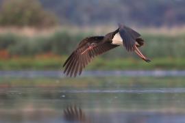 Bocian czarny - Ciconia nigra - Black Stork