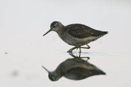 Łęczak - Tringa glareola - Wood Sandpiper