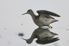 Łęczak - Tringa glareola - Wood Sandpiper