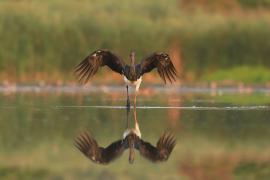 Bocian czarny - Ciconia nigra - Black Stork