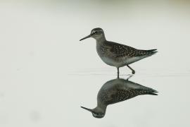 Łęczak - Tringa glareola - Wood Sandpiper