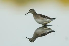 Łęczak - Tringa glareola - Wood Sandpiper