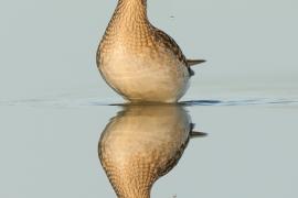Łęczak - Tringa glareola - Wood Sandpiper