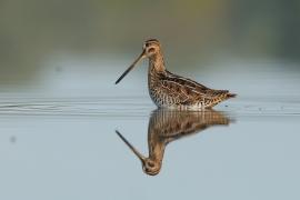 Kszyk - Gallinago gallinago - Common Snipe