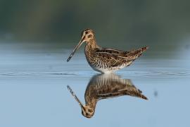 Kszyk - Gallinago gallinago - Common Snipe