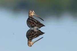 Kszyk - Gallinago gallinago - Common Snipe