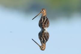 Kszyk - Gallinago gallinago - Common Snipe