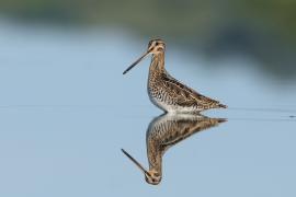 Kszyk - Gallinago gallinago - Common Snipe