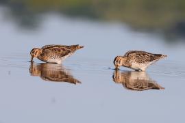 Kszyk - Gallinago gallinago - Common Snipe