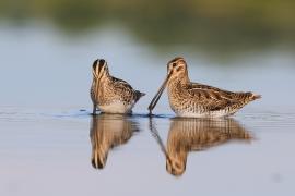 Kszyk - Gallinago gallinago - Common Snipe