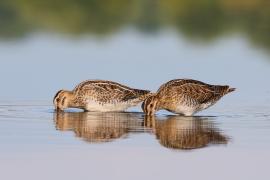 Kszyk - Gallinago gallinago - Common Snipe