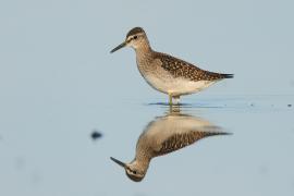 Łęczak - Tringa glareola - Wood Sandpiper