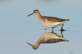 Łęczak - Tringa glareola - Wood Sandpiper