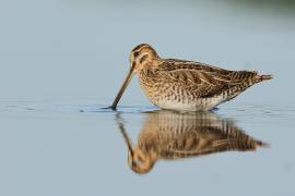 Kszyk - Gallinago gallinago - Common Snipe